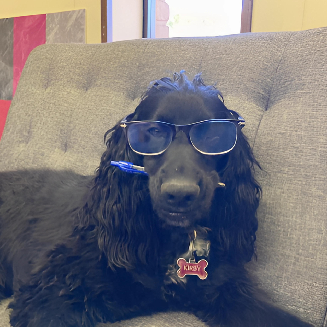 Cute office pup, Kirby, sitting at the VistaCraft office, radiating joy and charm.
